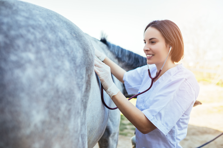 Read more about the article 10 ways to improve your horse’s gut health