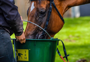 Read more about the article Electrolytes & horse – A Necessity not a Luxury!