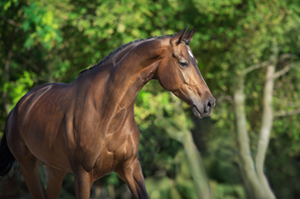 Warm Weather Care Tips for Horses