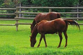 Forage – a critical part of your horses’ ration