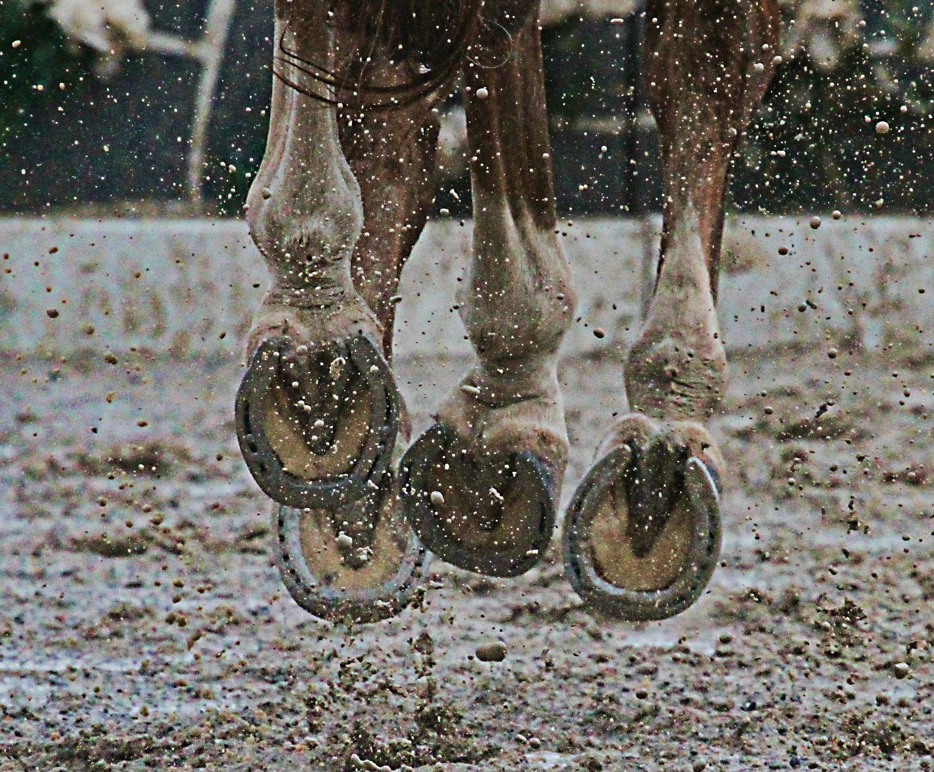 Mud Rash | Pastern Dermatitis