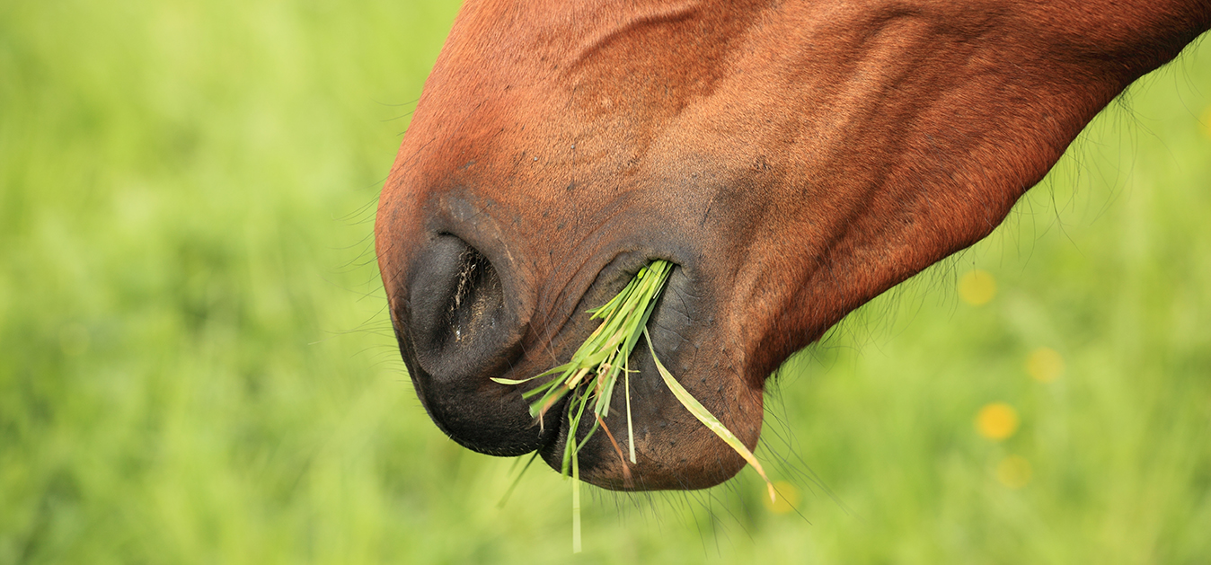 Head of horse eating grass- TRM