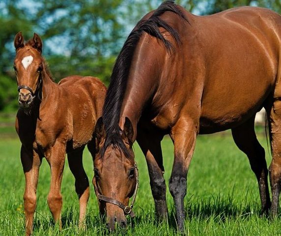 Read more about the article TRM Tip Guide for Newborn Foals