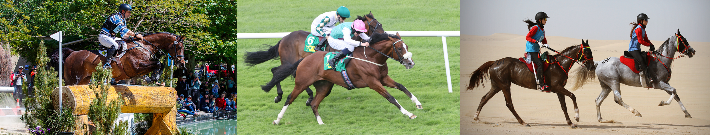 Three photos showing an event rider jumping a log into water, flat racehorses on the home stretch and two endurance horses cantering in the desert.

Low-GI ingredients provide a slower, sustained release of glucose, supporting stable insulin dynamics and reducing the risk of metabolic disorders like equine metabolic syndrome (EMS) and laminitis. In performance horses, this steady energy availability aligns with the demands of endurance, racing and eventing disciplines by improving substrate utilization and reducing reliance on lactate-producing anaerobic glycolysis, thereby delaying fatigue and enhancing muscle efficiency.