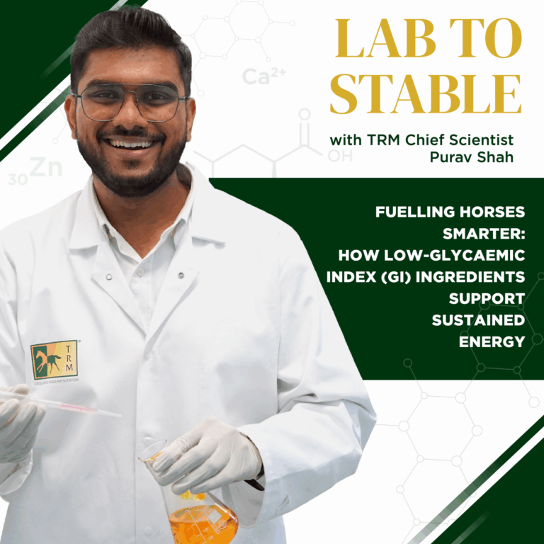 Read more about the article Fuelling Horses Smarter: How Low-Glycaemic Index (GI) Ingredients Support Sustained Energy