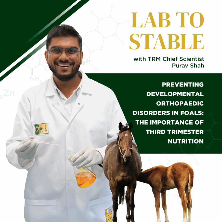 Read more about the article Lab To Stable Edition 3: Preventing Developmental Orthopaedic Disorders (DOD) in Foals: The Importance of Third Trimester Nutrition