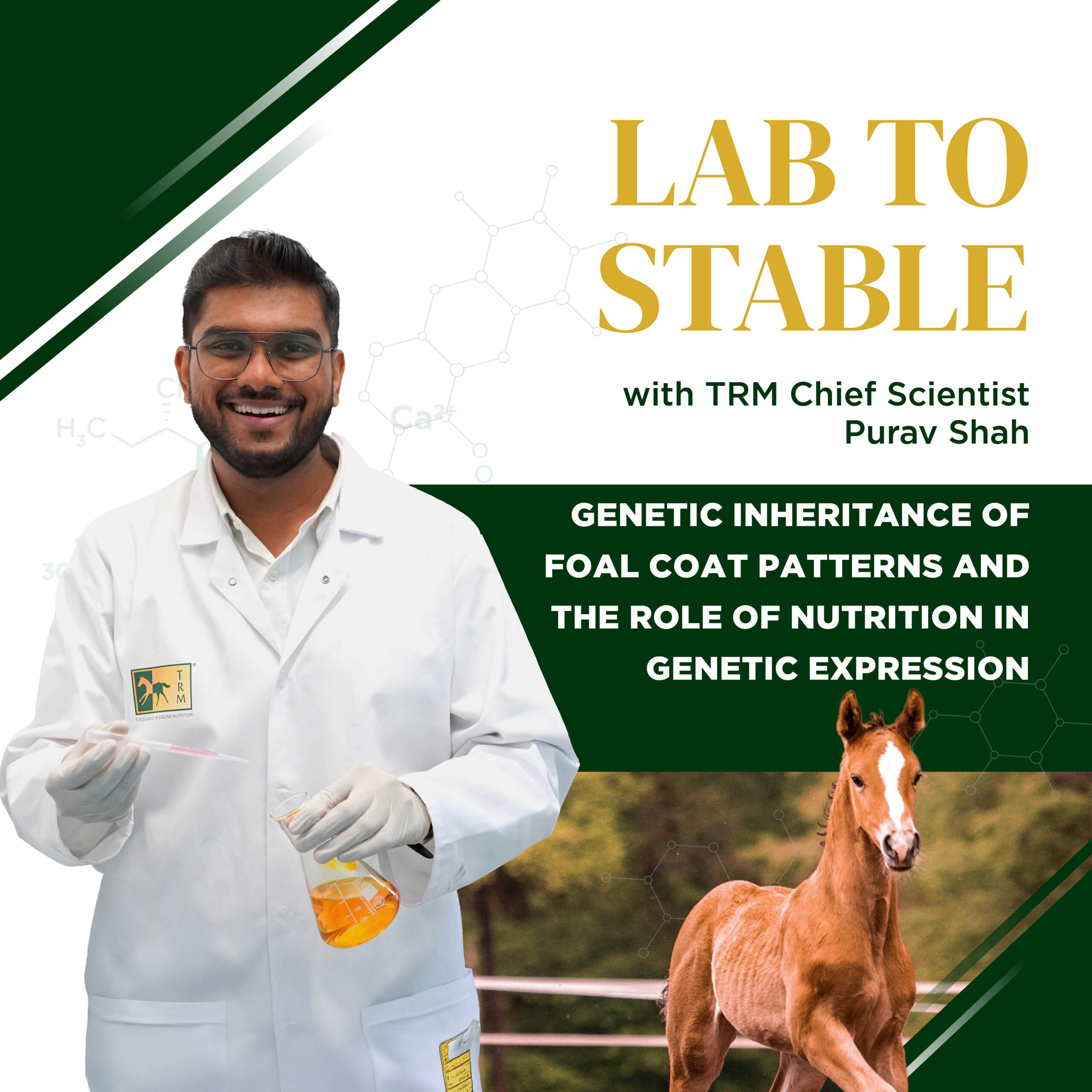 Read more about the article Lab To Stable Edition 5: Genetic Inheritance of Foal Coat Patterns and the Role of Nutrition in Genetic Expression