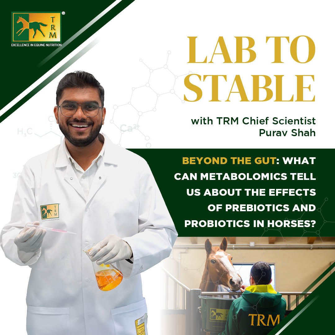 Read more about the article Lab To Stable Edition 6: Beyond the Gut: What Can Metabolomics Tell Us About the Effects of Prebiotics and Probiotics in Horses?