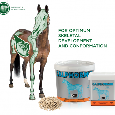 Calphormin For Bone Support