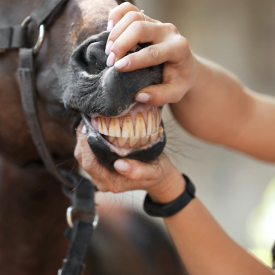 Teeth