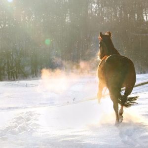 Horse Winter