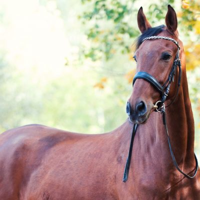 epsom_main